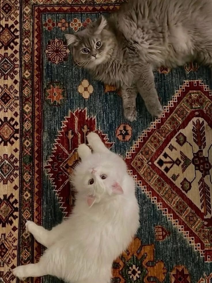 two cats on a rug
