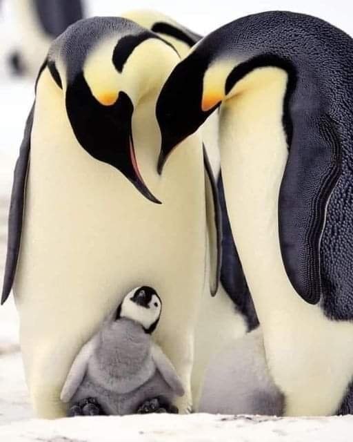 Emperor penguin family in snow