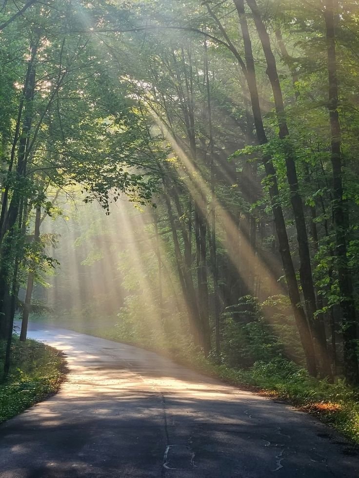serene forest sunlight (photo 2 of 4)