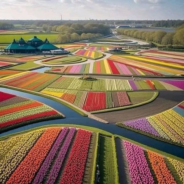 Netherlands tulip fields rainbow rows (photo 4 of 4)