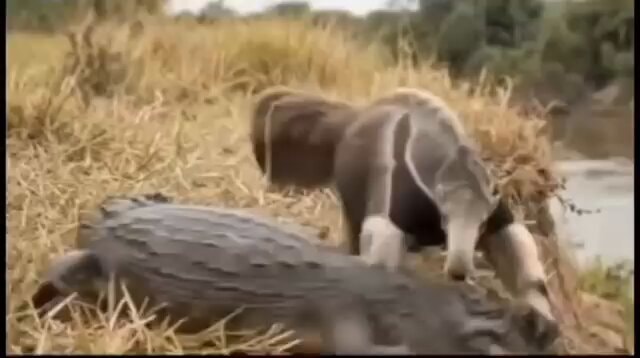 anteater claws vs jaguars