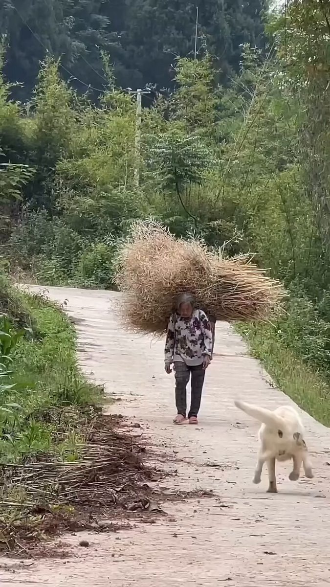 dog love unmatched