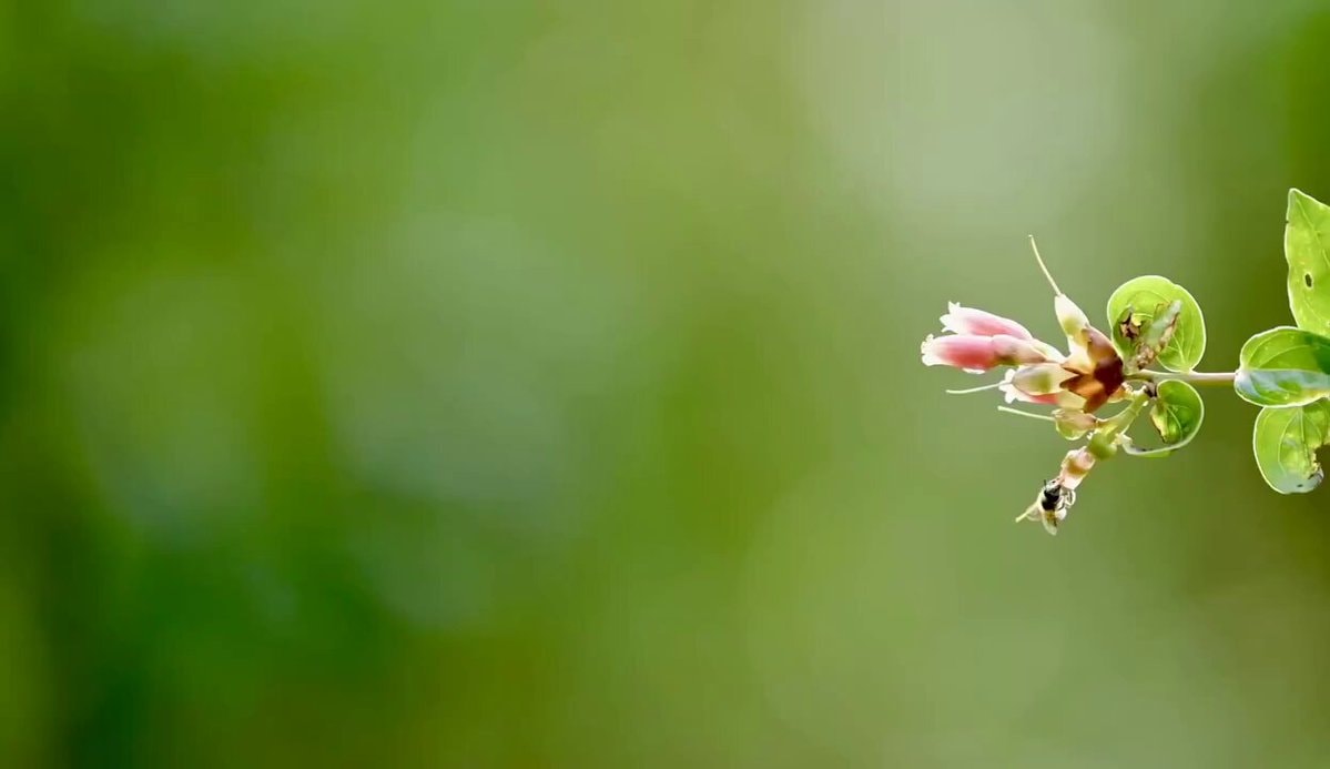Marvelous Spatuletail hummingbird