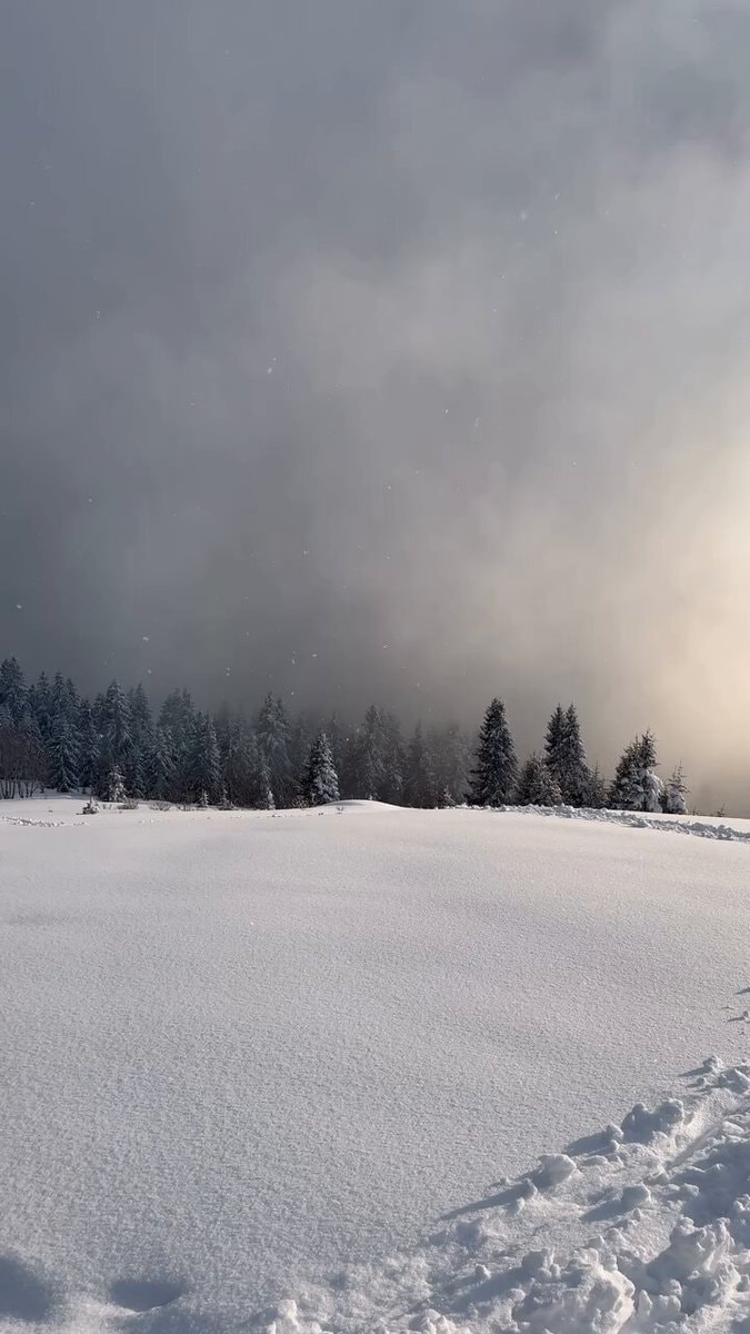 Winter forest snow landscape Winter forest snow landscape