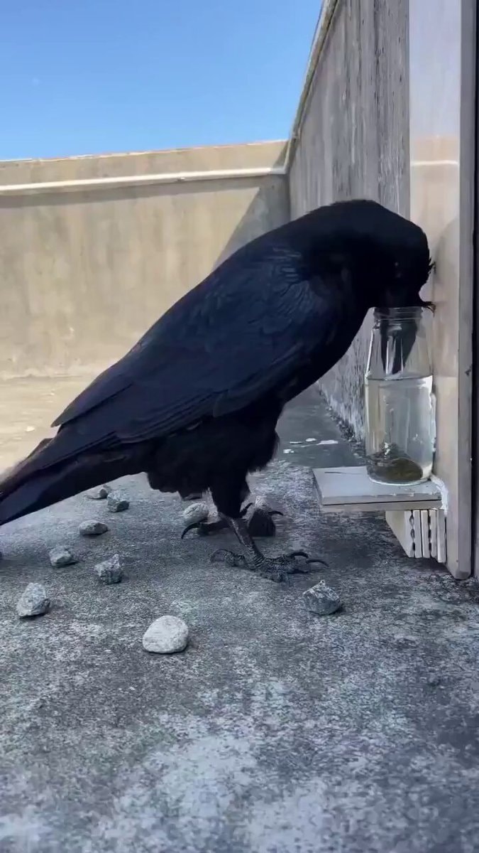 crow puts stones in jar to drink water