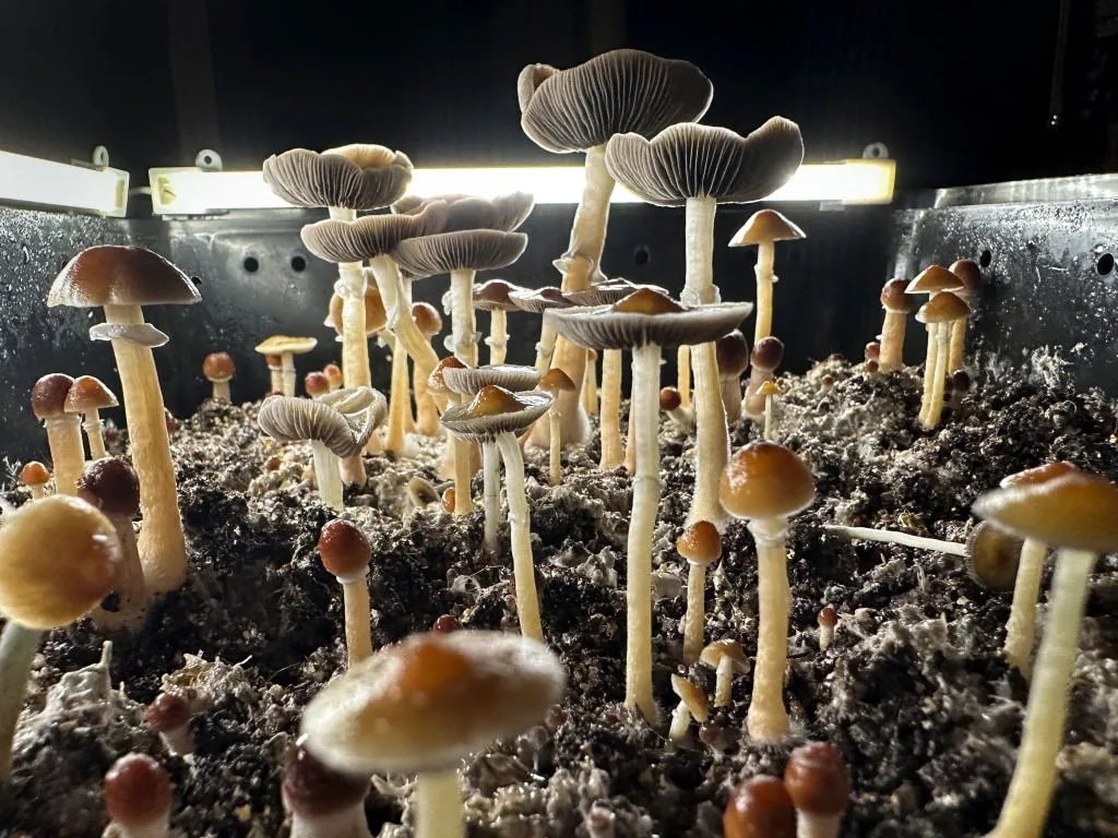 Psilocybin microdose lab research (photo 2 of 2) Psilocybin microdose lab research (photo 2 of 2)