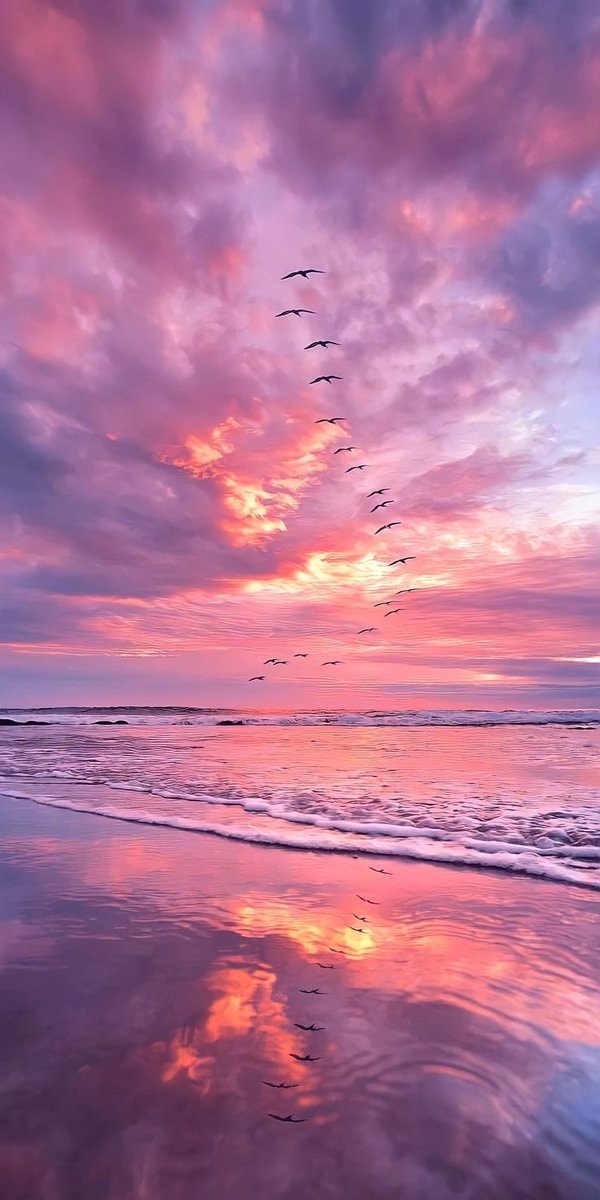 Pink and purple sunset with birds Pink and purple sunset with birds