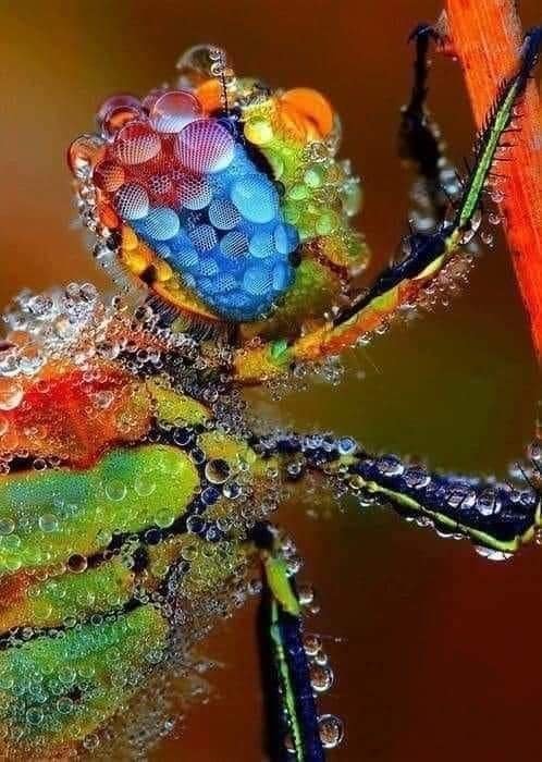 Dragonfly morning dew macro