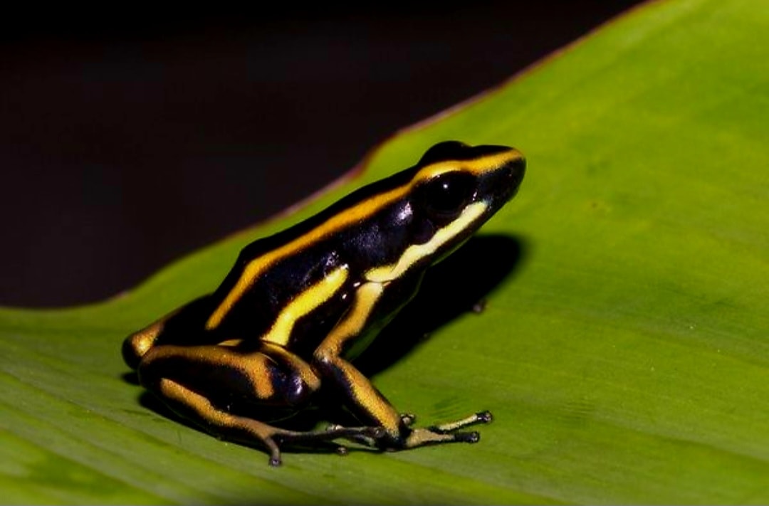 Dendrobates truncatus Colombia