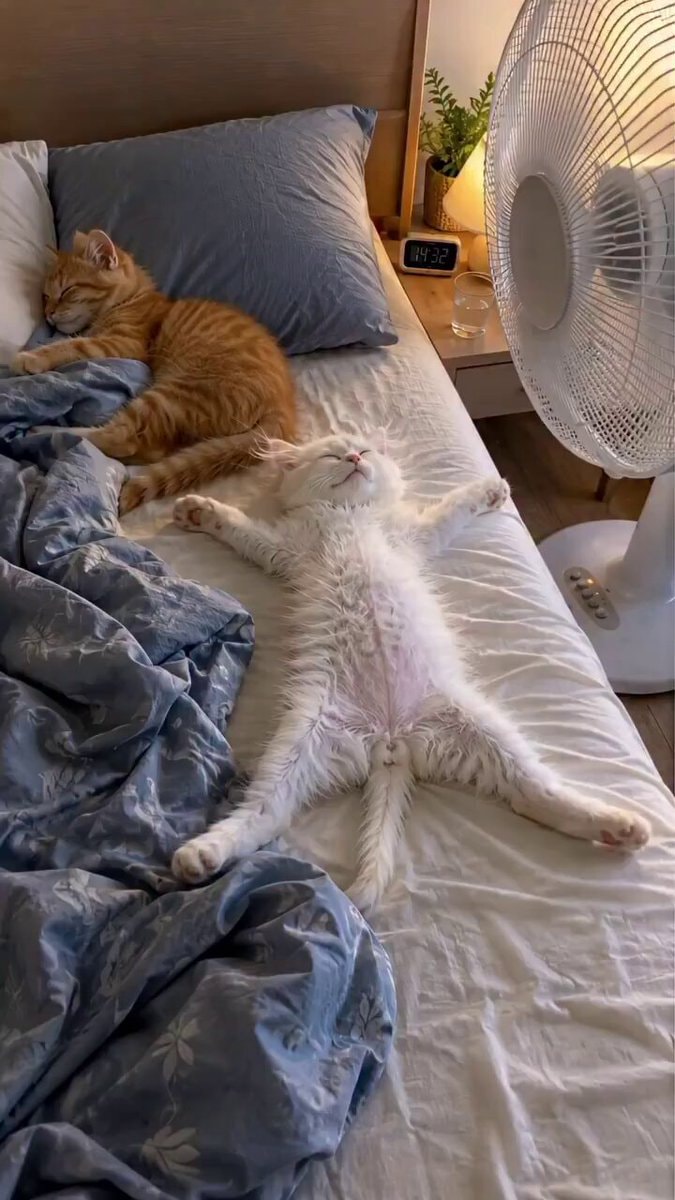 Cats sleeping on a bed at 04:32