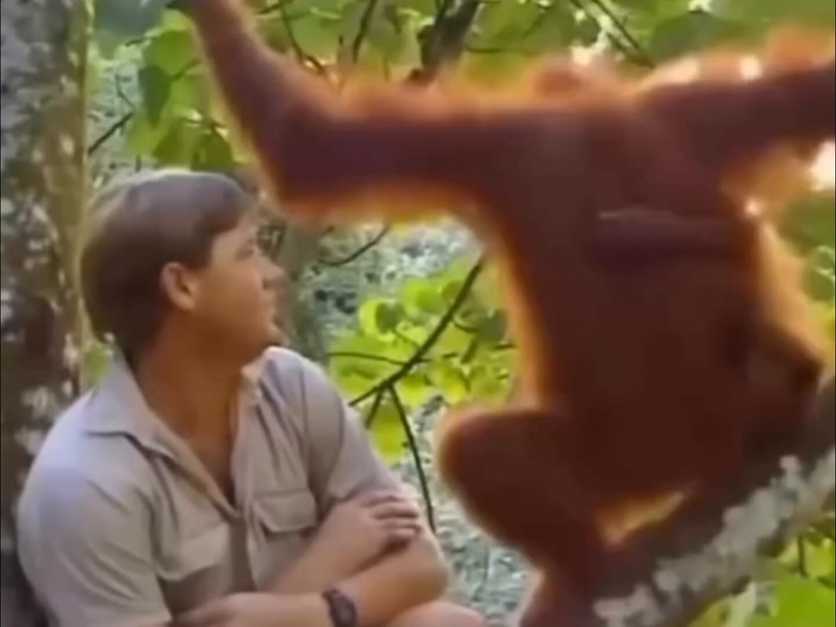 Steve Irwin orangutan encounter