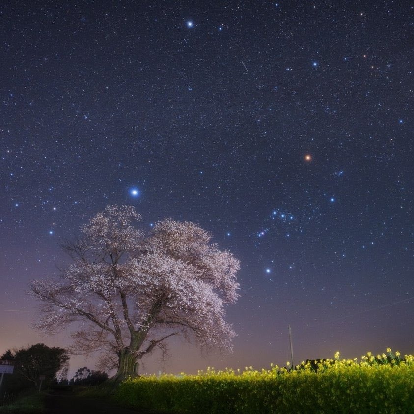 Cherry blossoms under Orion