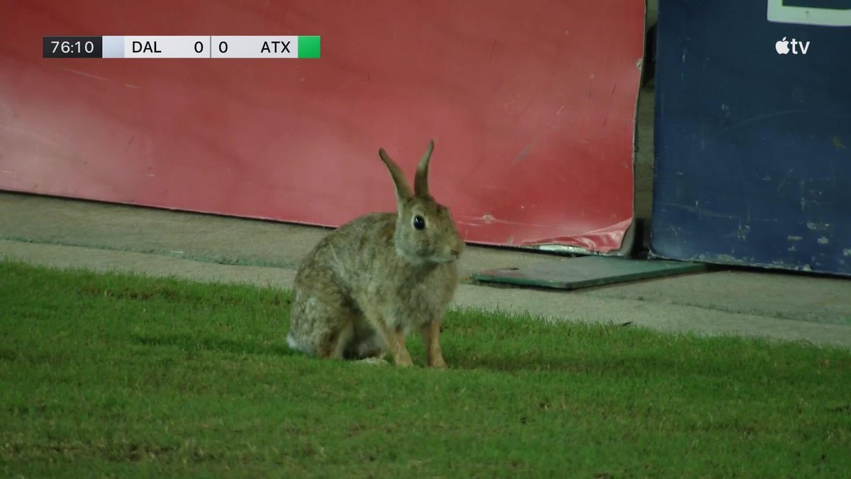 rabbit on MLS field