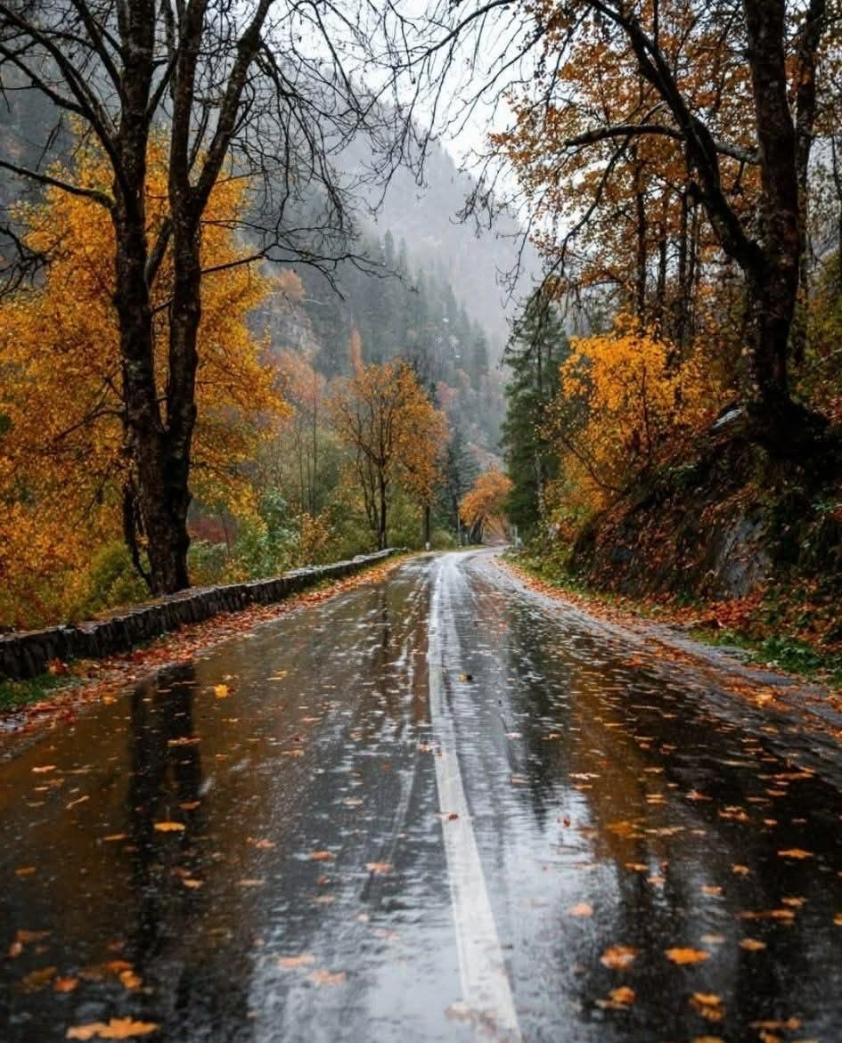 Autumn in rain park scene (photo 2 of 2)