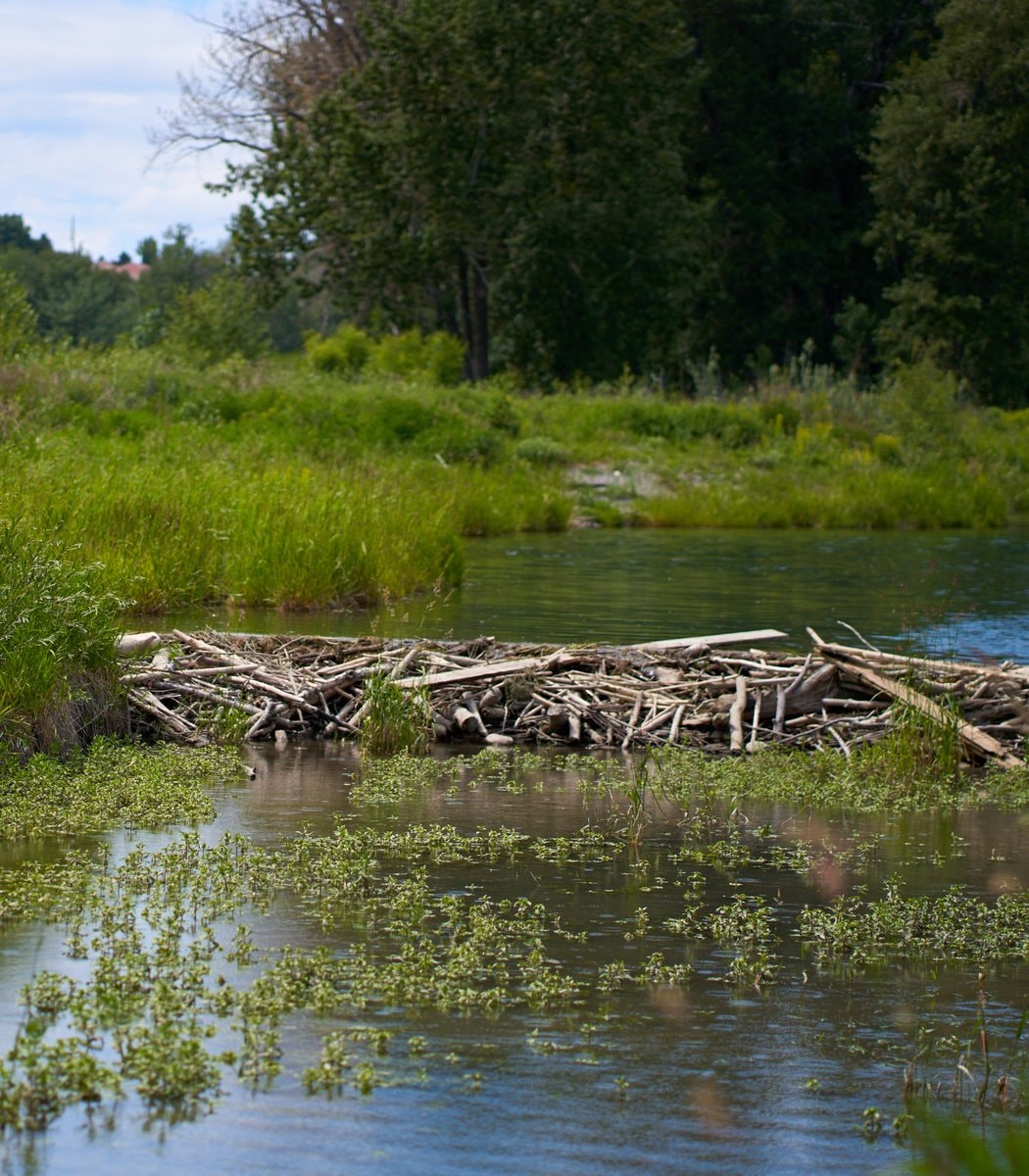 Two beavers build 115 foot dam England (photo 2 of 2) Two beavers build 115 foot dam England (photo 2 of 2)