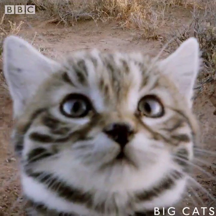 black-footed cat deadliest