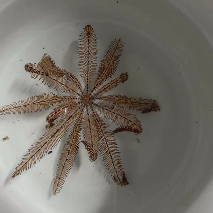 dried feather star in white bowl