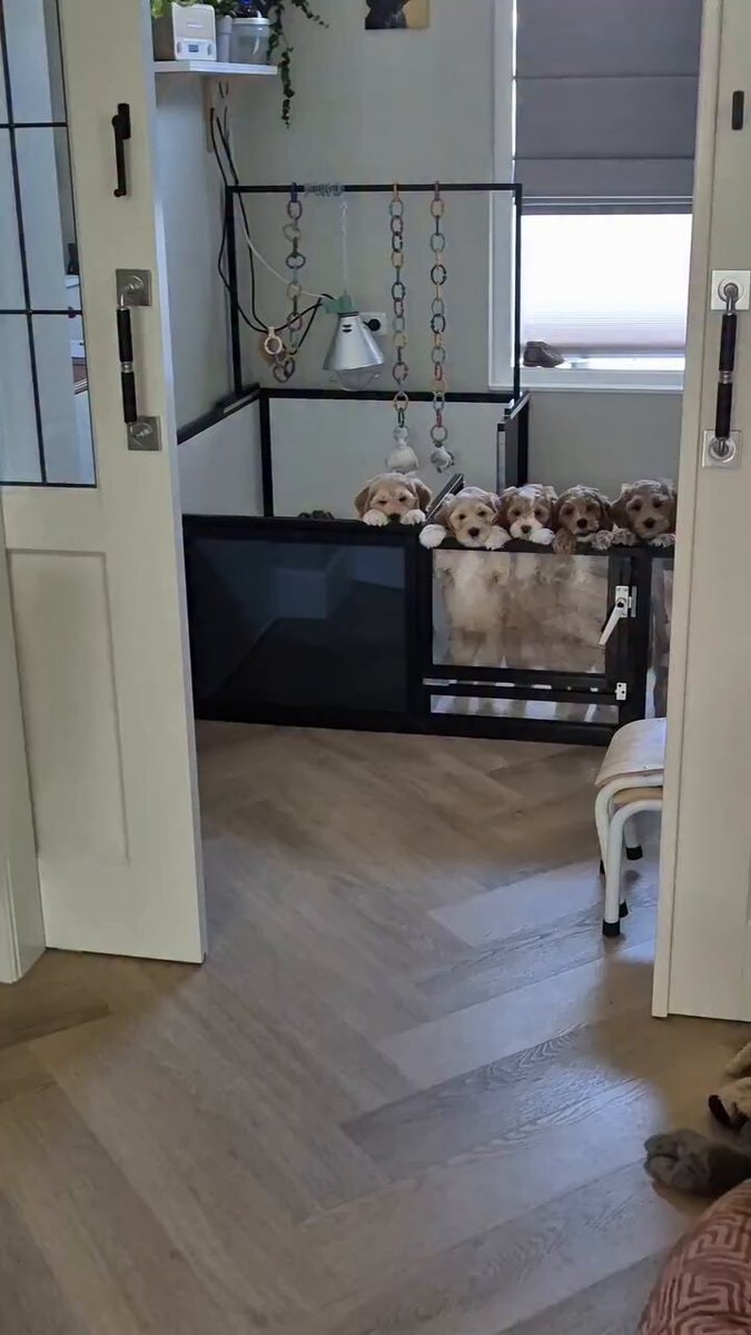 puppies peeking over playpen