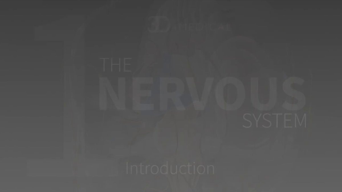 Nervous System complete anatomy