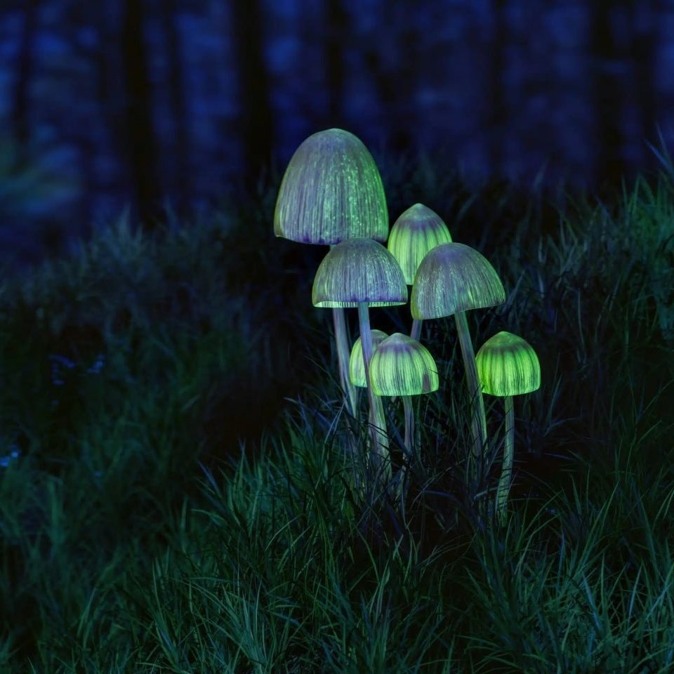 psychedelics and true reality (photo 2 of 2)