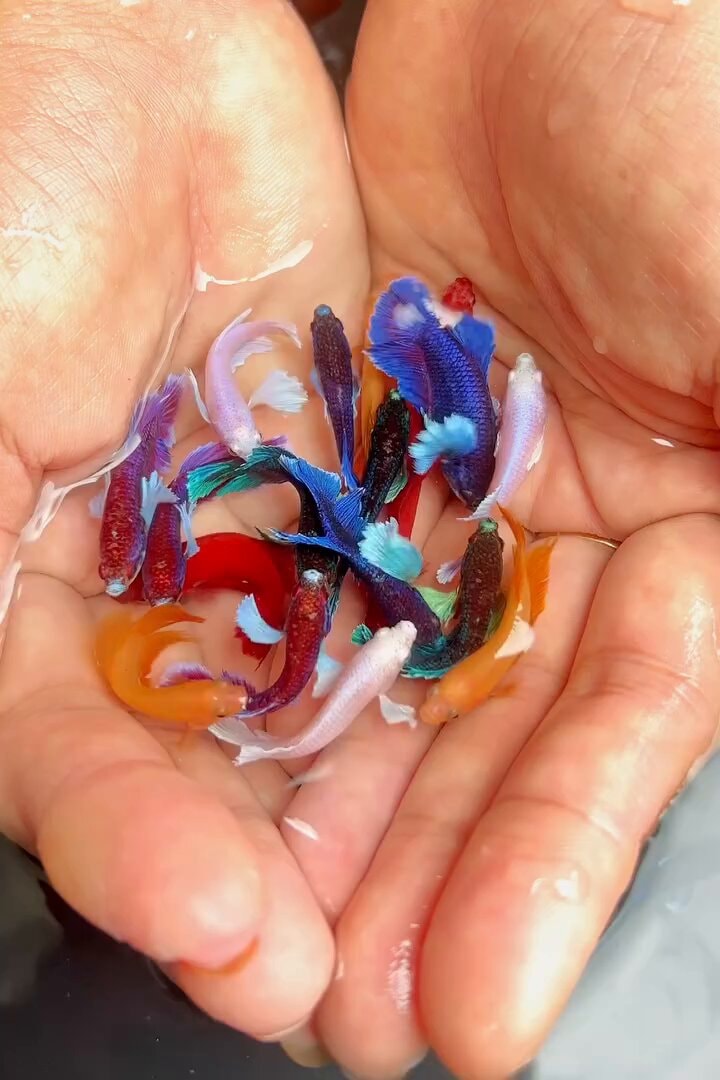 Rainbow Betta fish Rainbow Betta fish