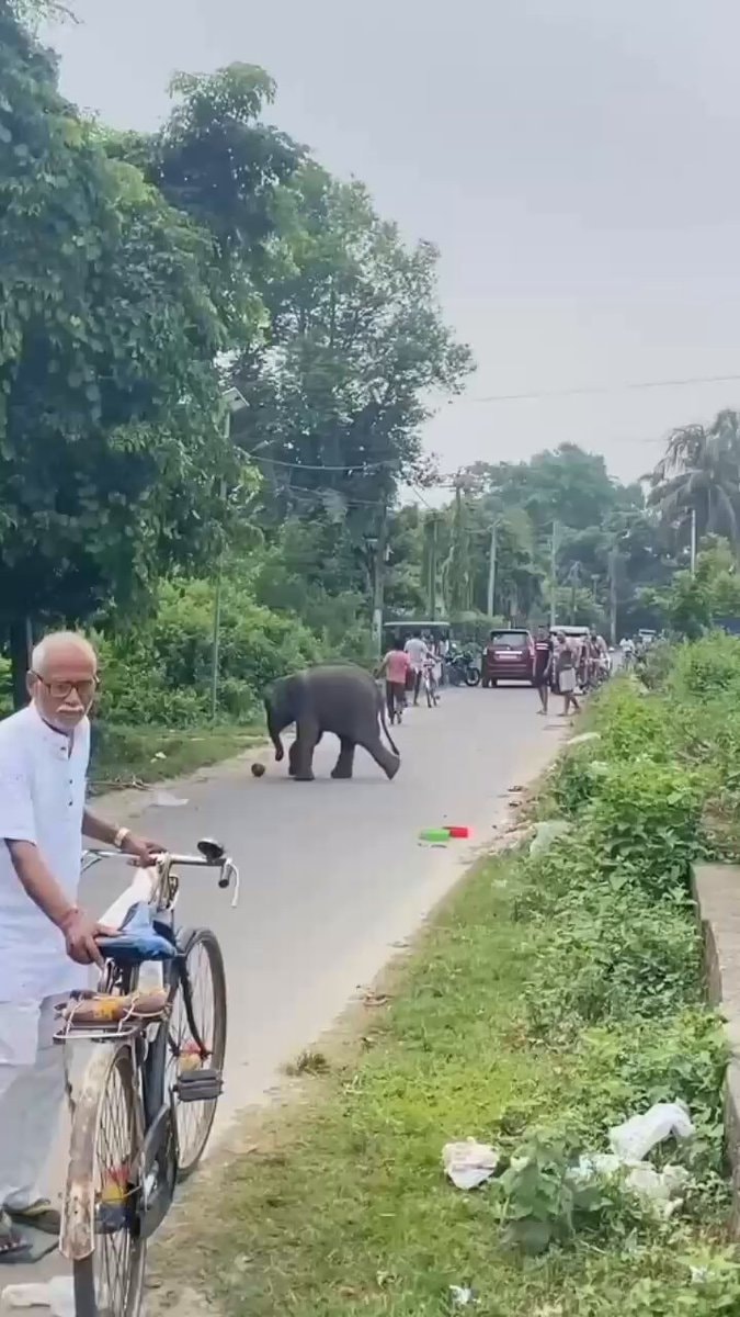 Elephant cub football star