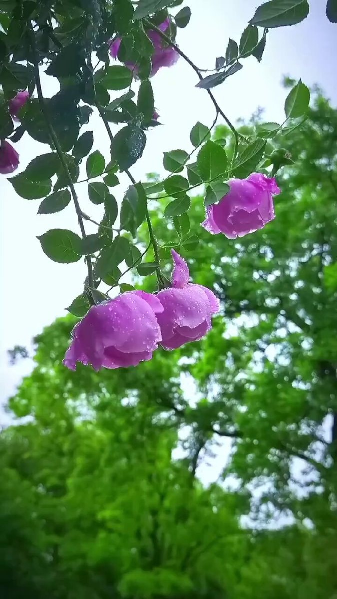 purple roses after rain