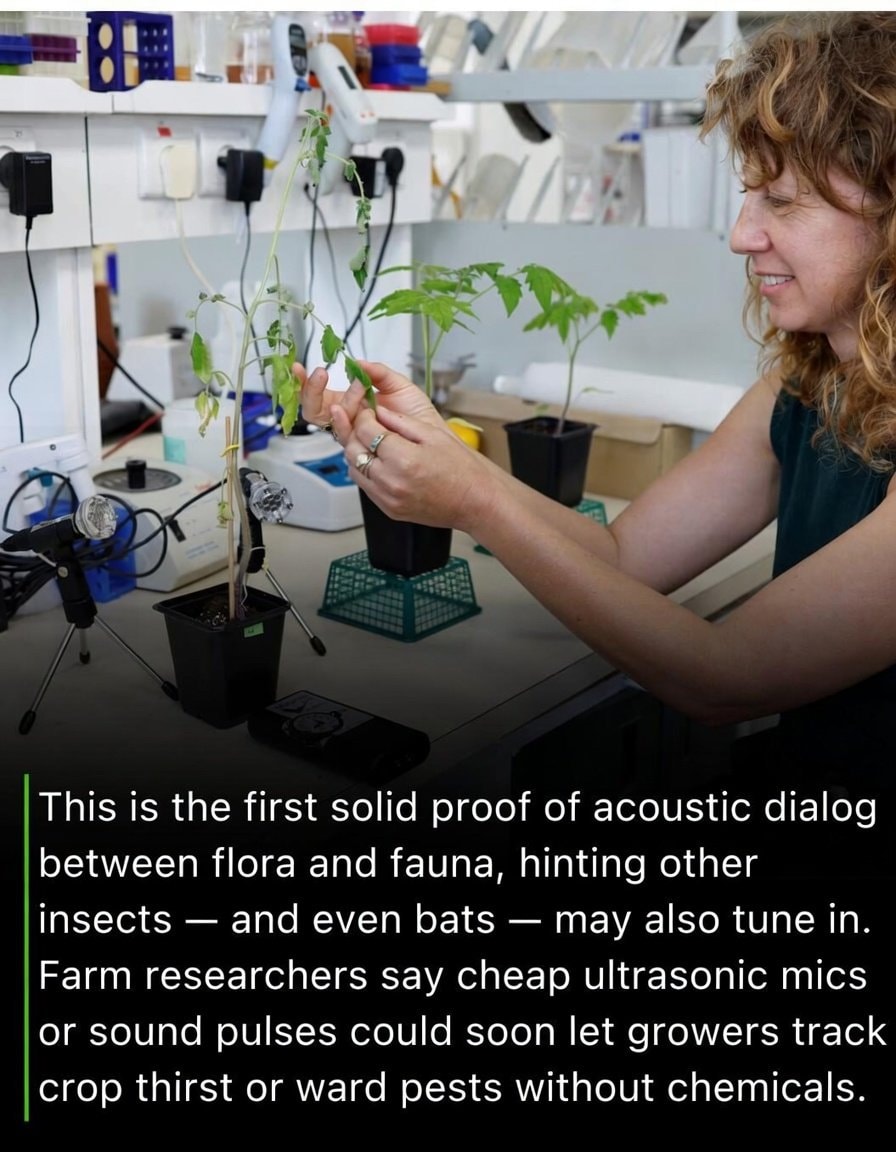 Plants scream when thirsty moths hear them (photo 3 of 3)