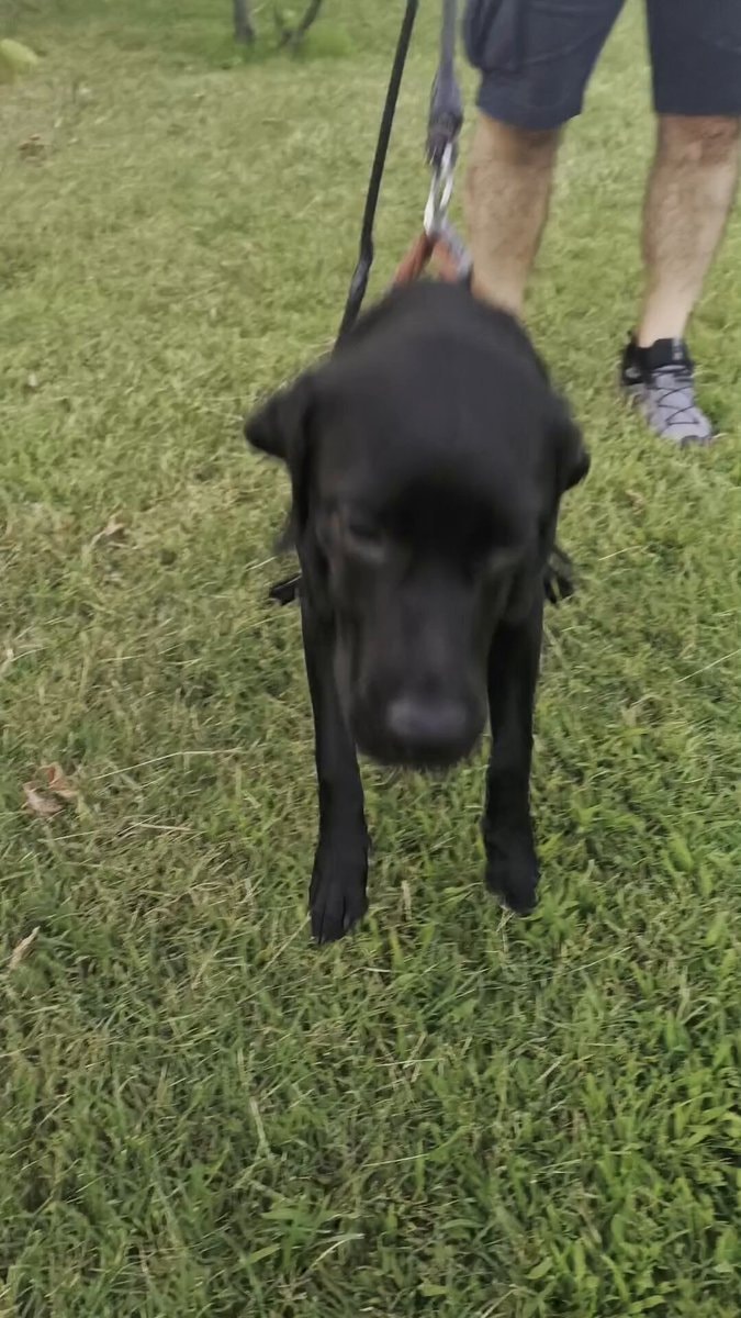 Black lab puppy at six months
