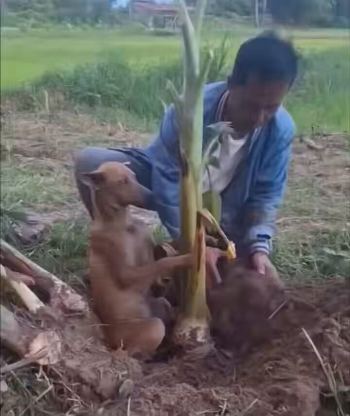 dog helps plant a tree dog helps plant a tree