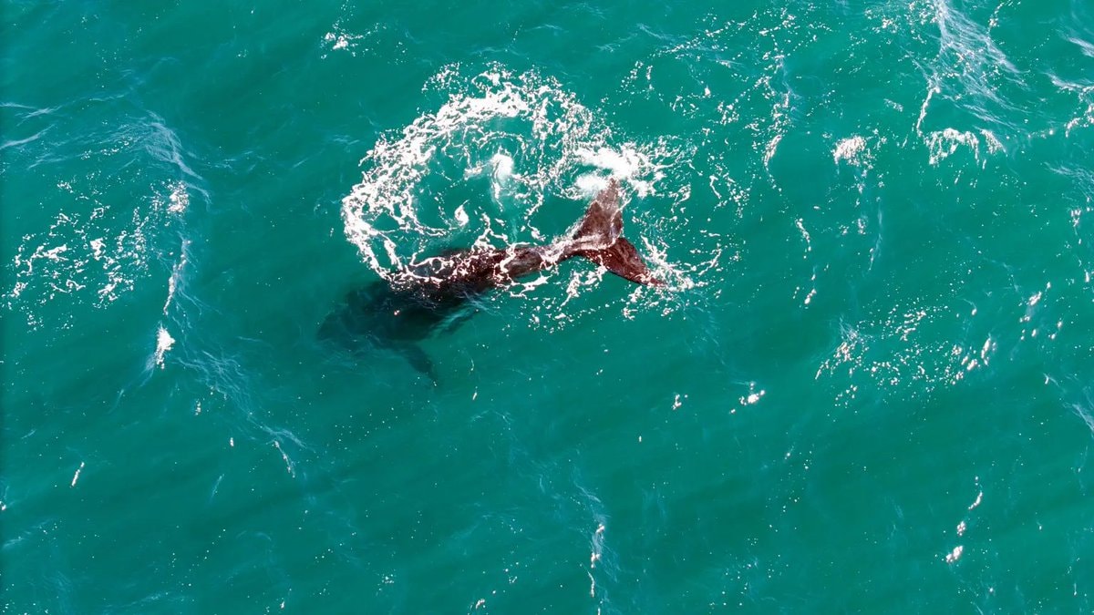 southern right whale calf deaths Argentina (photo 4 of 4) southern right whale calf deaths Argentina (photo 4 of 4)