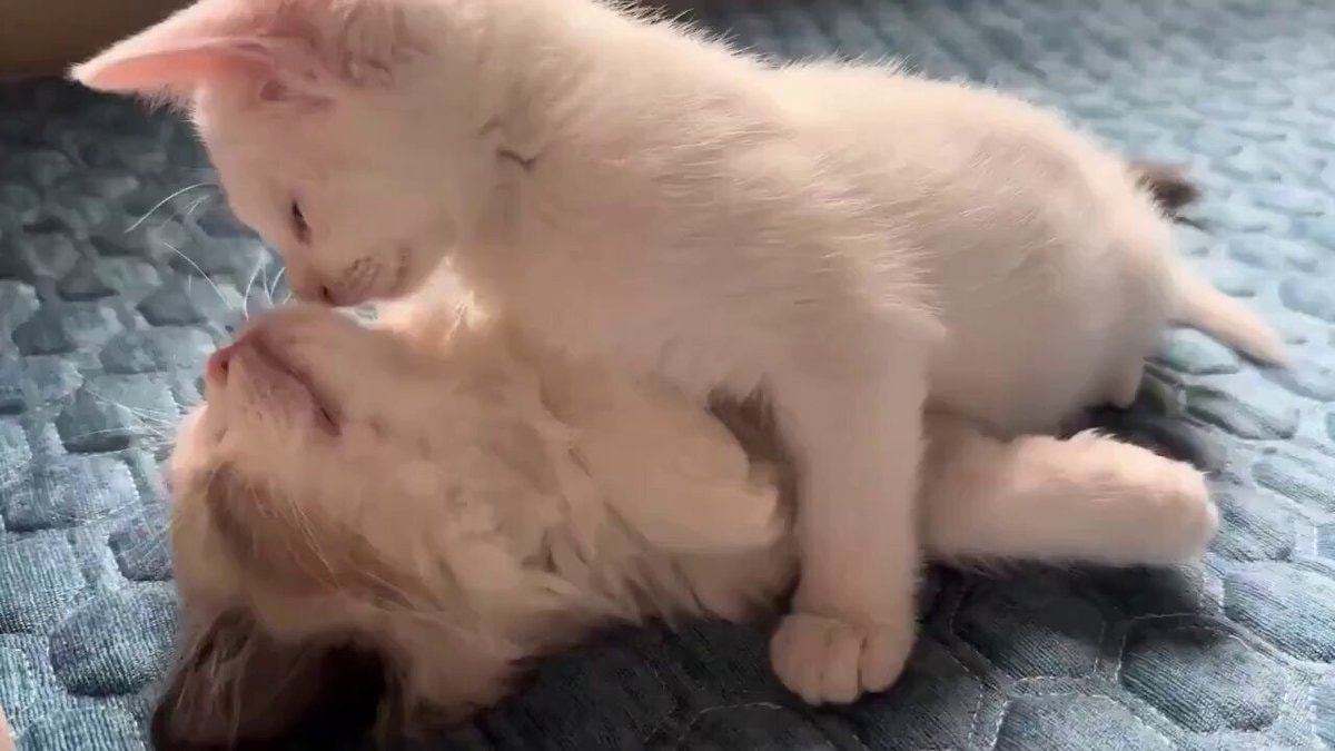 Kittens nuzzling on blue mat