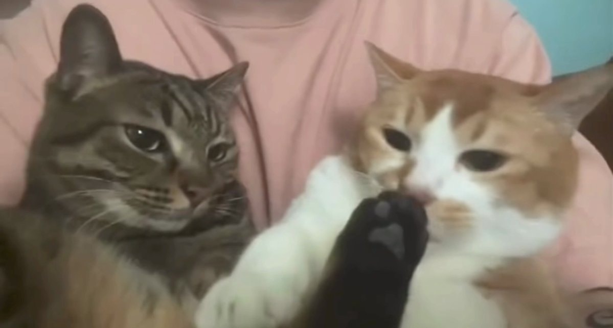 Cats at peace wedding