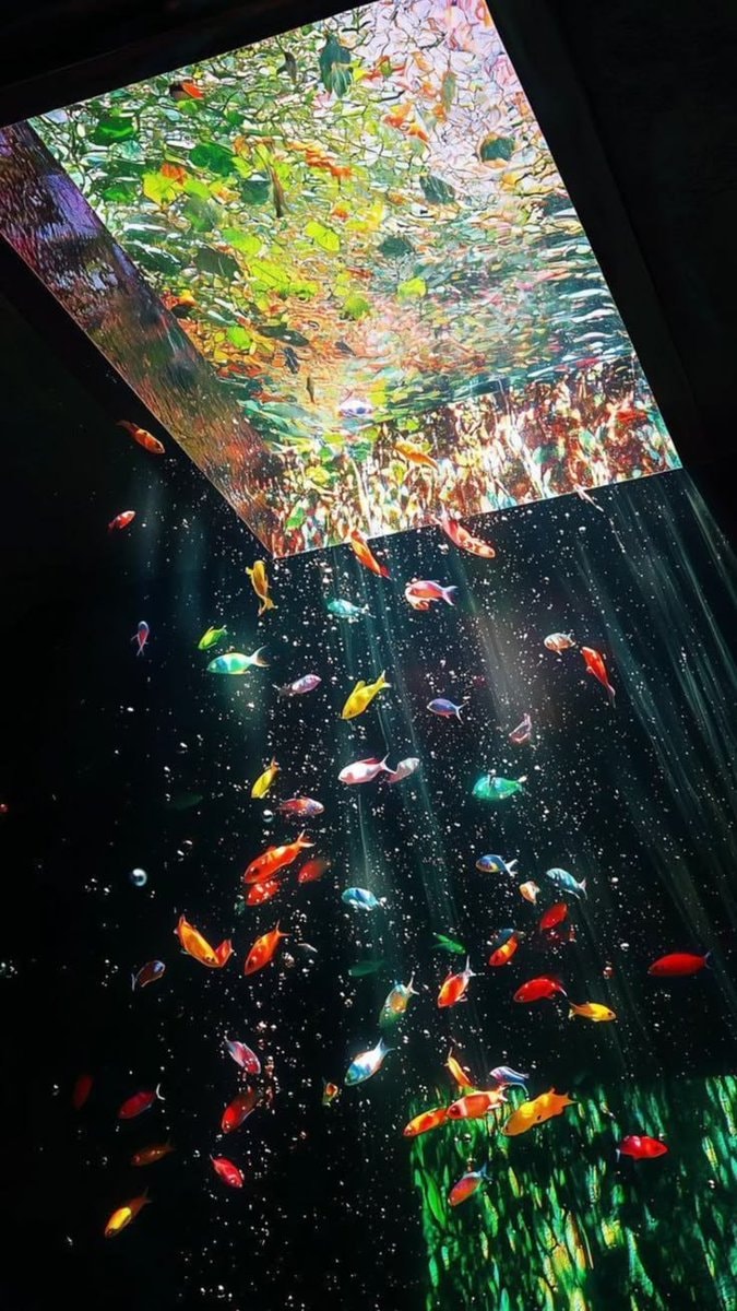 colorful fish school abstract light (photo 2 of 2)