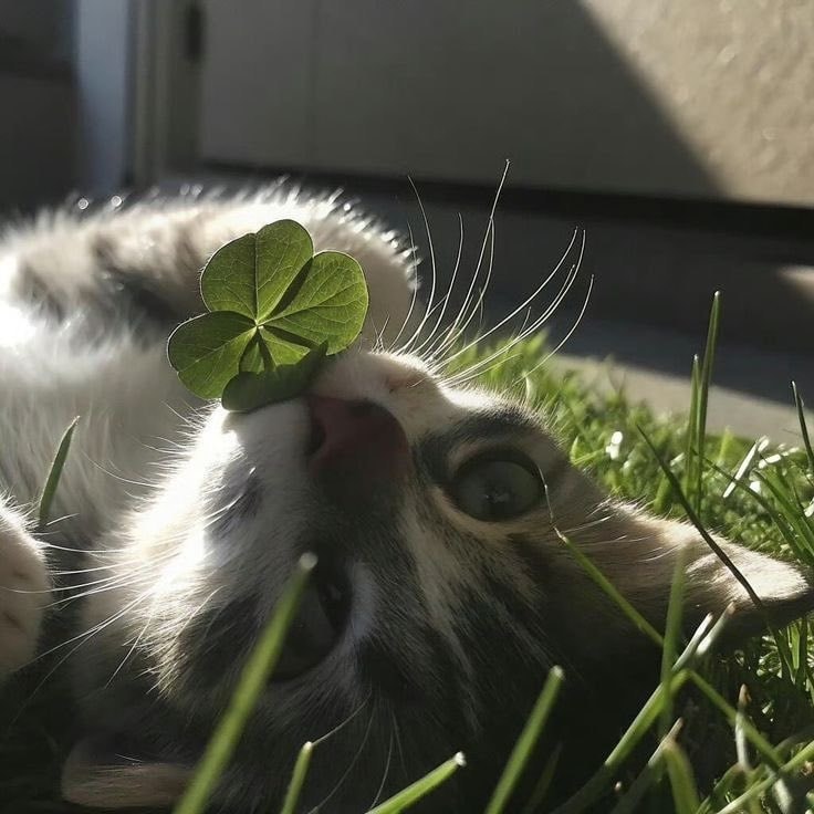 Kitten with four-leaf clover (photo 2 of 2)