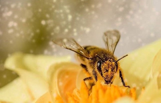 Honey Bees pollinating a yellow flower (photo 2 of 2)