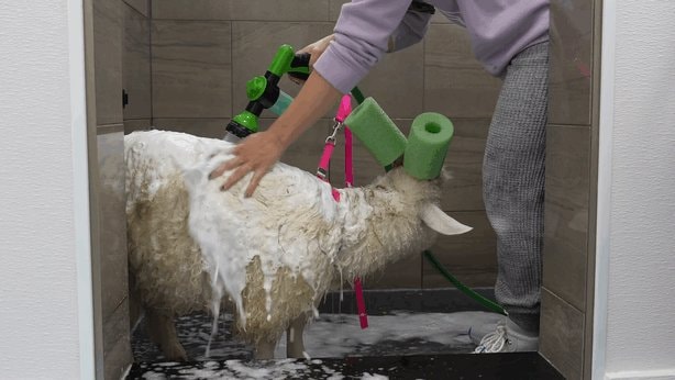 goat washing GIF