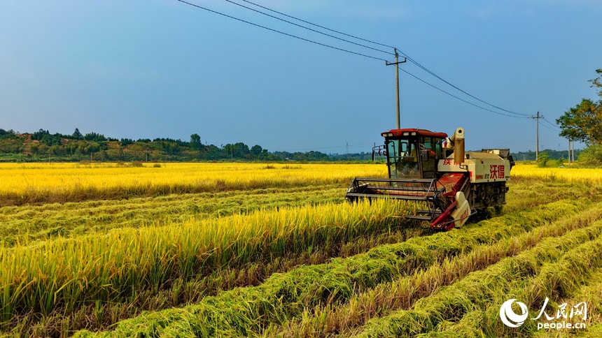 Yifeng rice harvest in Jiangxi (photo 2 of 4) Yifeng rice harvest in Jiangxi (photo 2 of 4)
