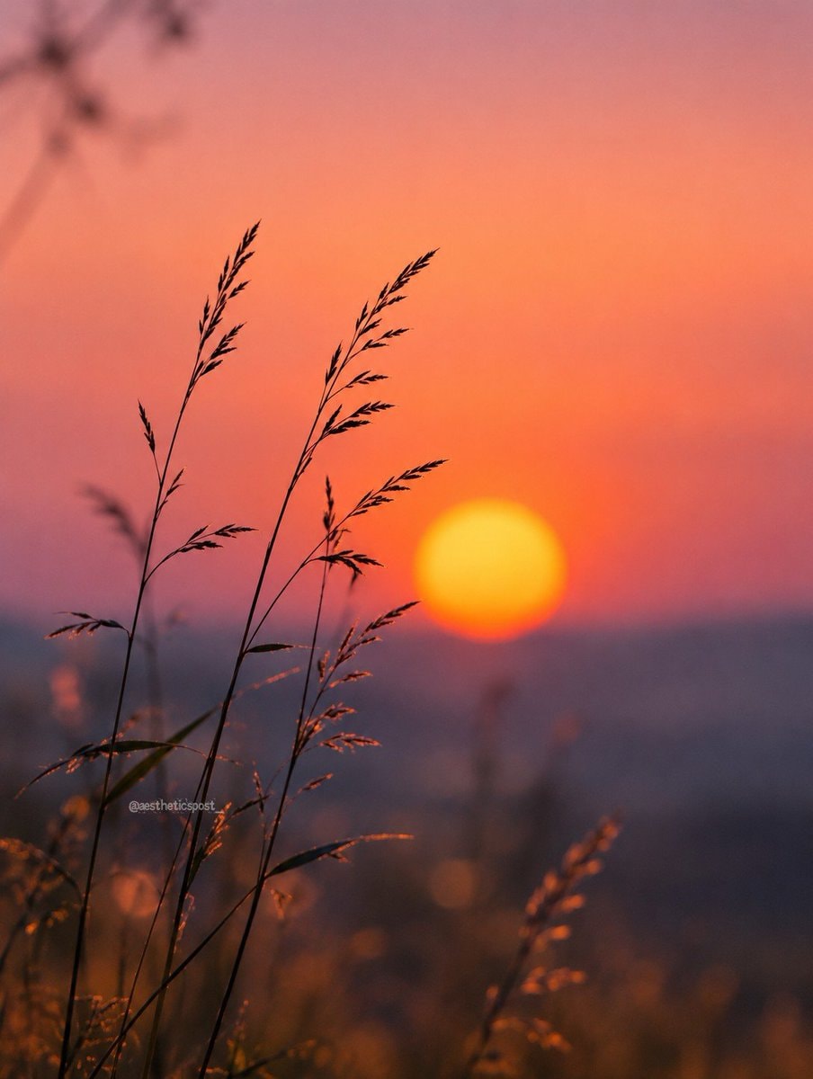 sunset grass silhouette