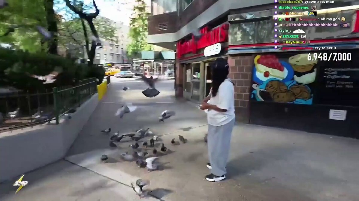 NYC pigeon feeding embarrassment
