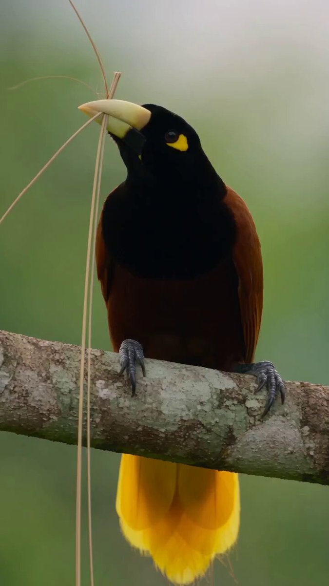 bird with yellow tail feathers