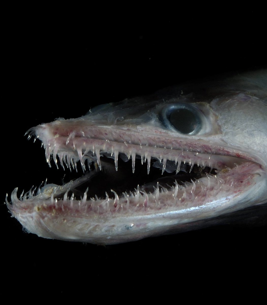 Deep-sea fish microplastics discovery
