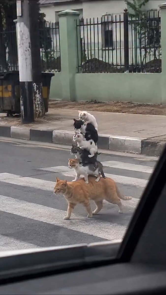 Cat family crossing street