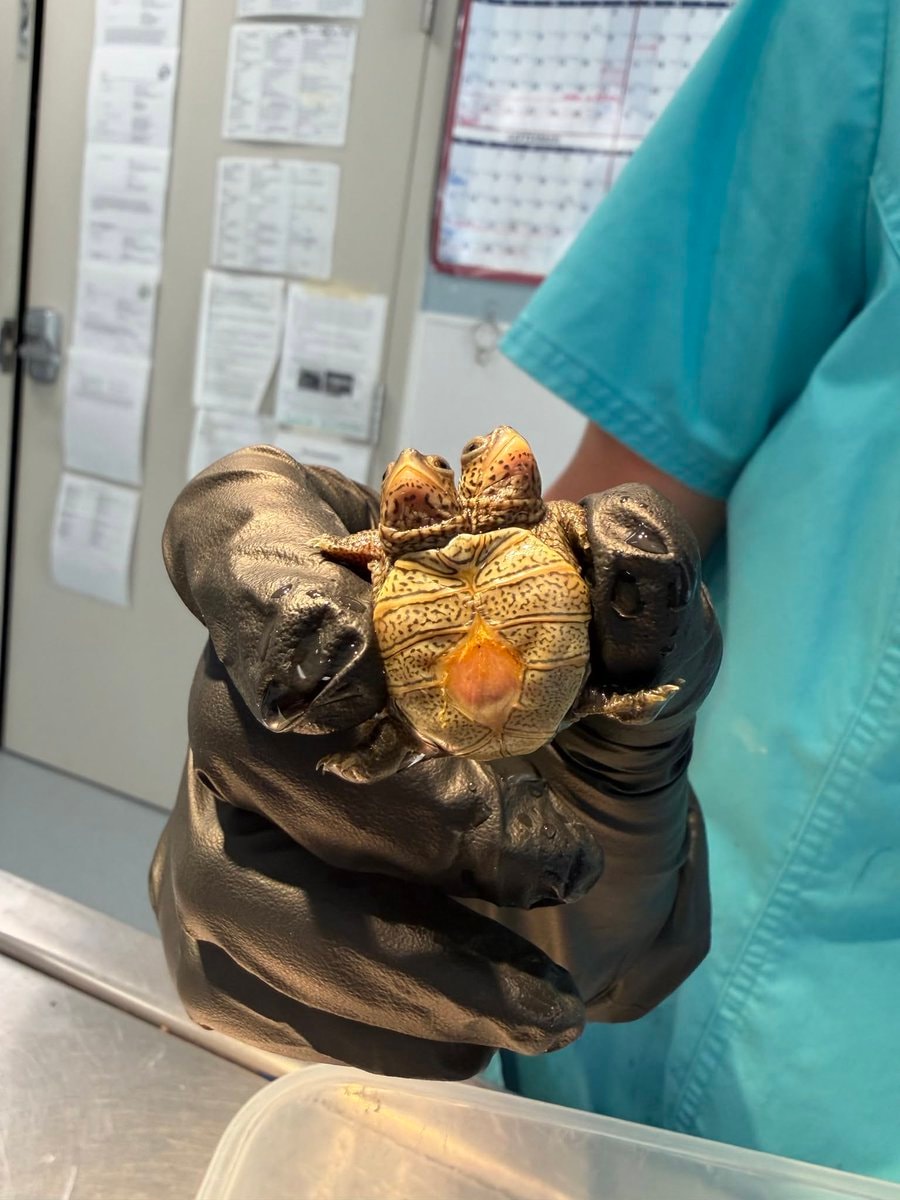 Two-headed Diamondback turtle found in Massachusetts (photo 2 of 2)