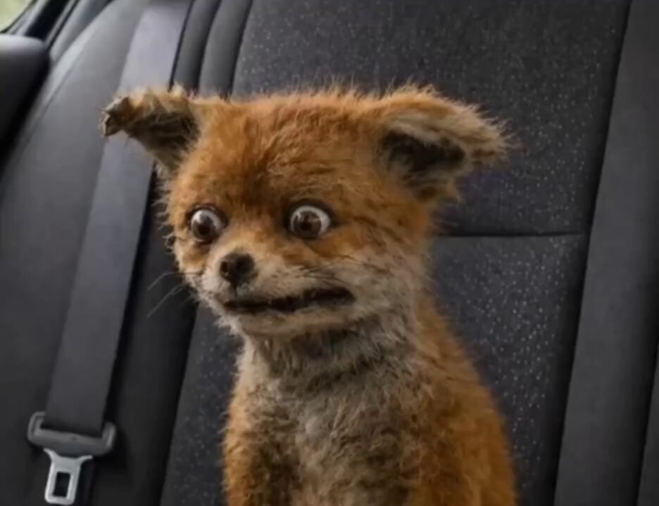Fox startled in car seat