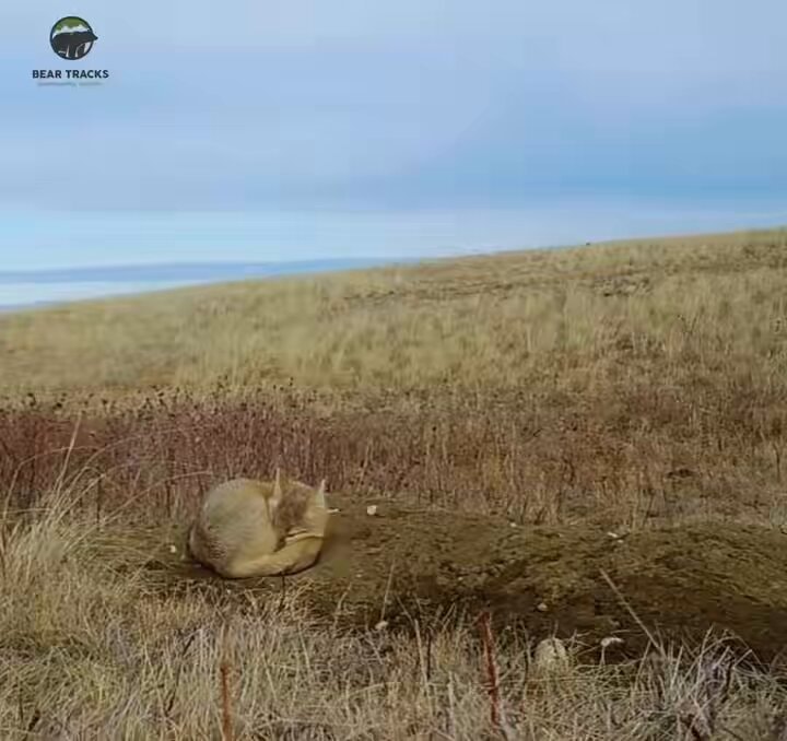 Fox escapes eagle