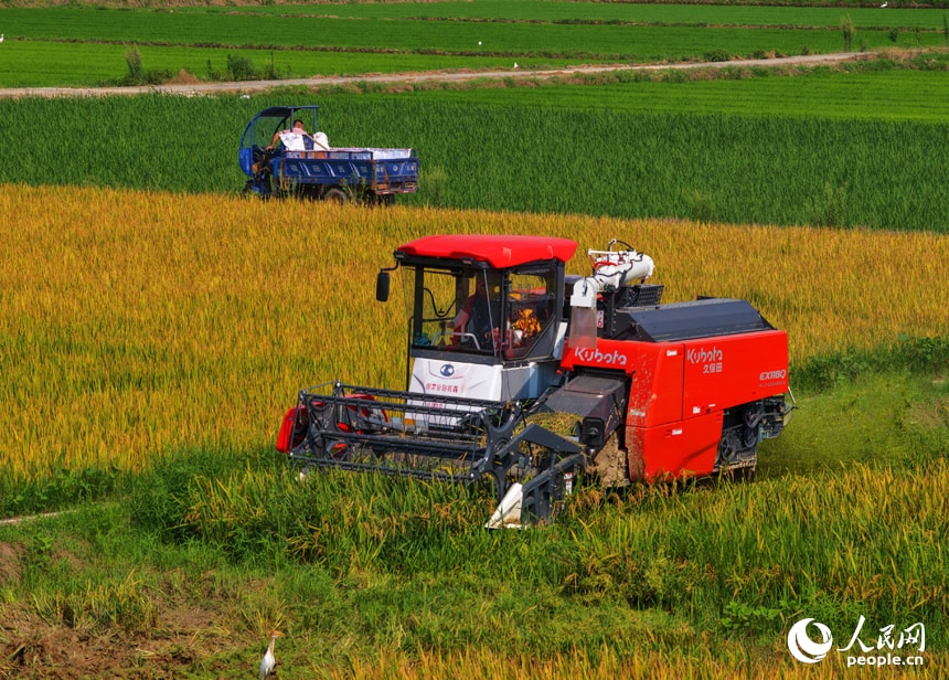 Gaofeng Village rice harvest (photo 3 of 4) Gaofeng Village rice harvest (photo 3 of 4)