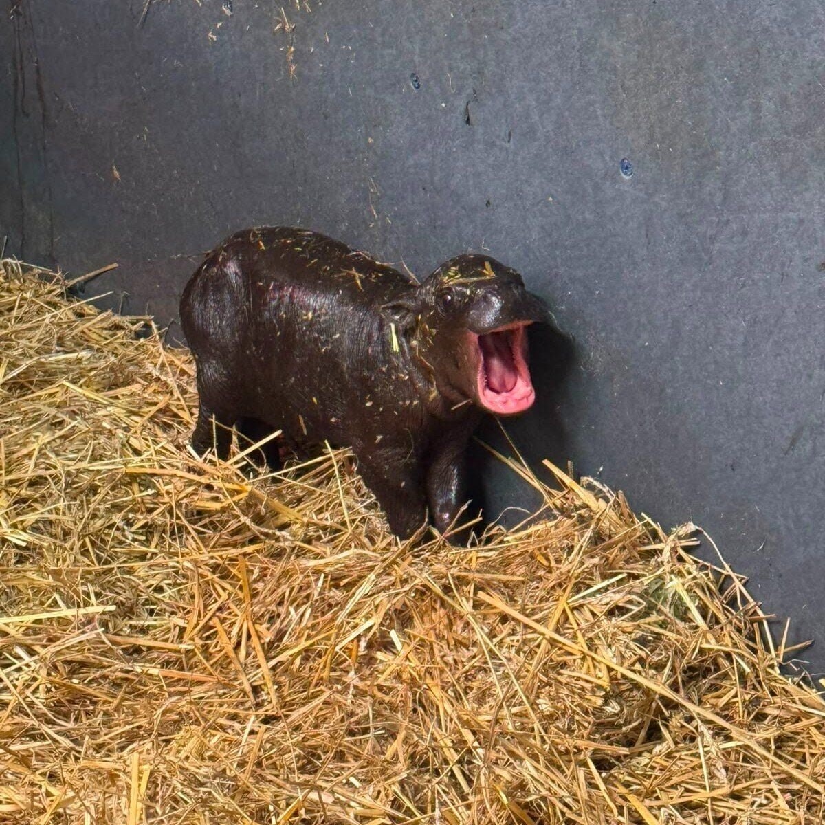 Toronto Zoo pygmy hippo Tiny Tank (photo 2 of 2)