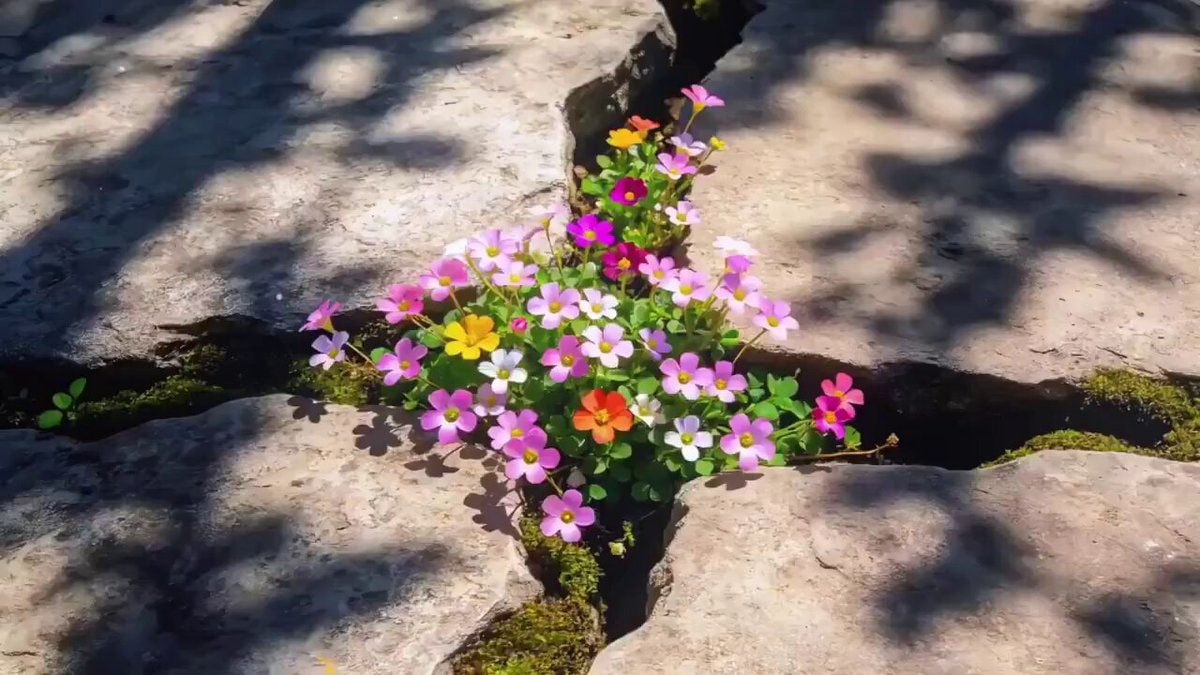 flowers in stone crack
