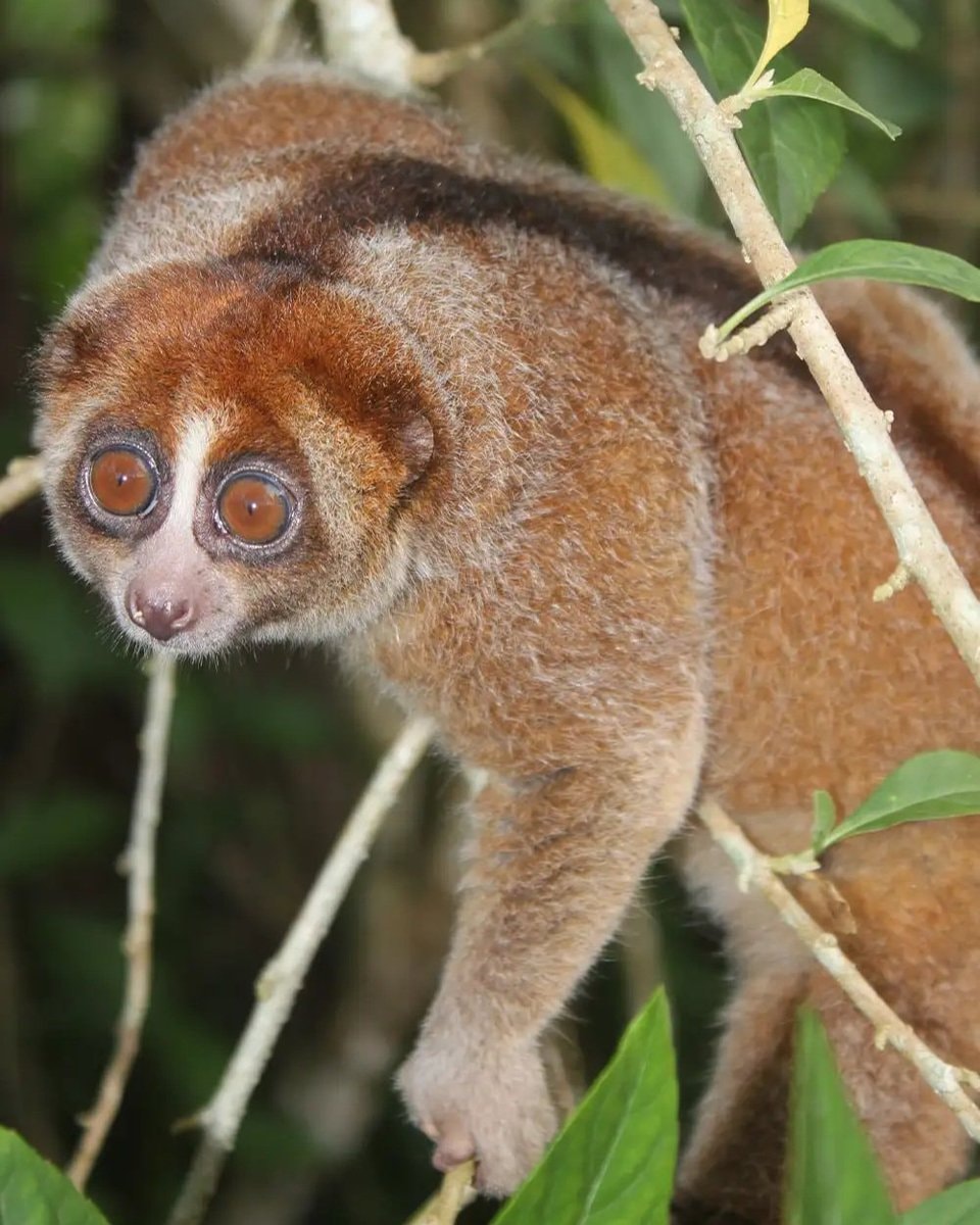 Bangka slow loris rediscovered (photo 2 of 2) Bangka slow loris rediscovered (photo 2 of 2)